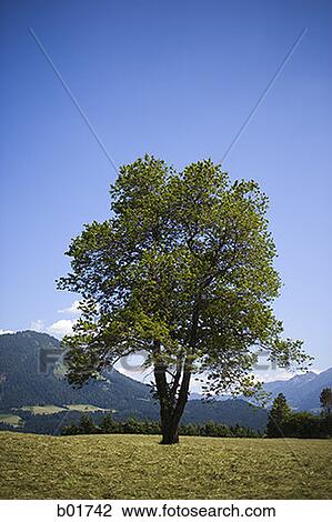 Tree in a field View Large Photo Image Stock Image - Tree in a field. Fotosearch
