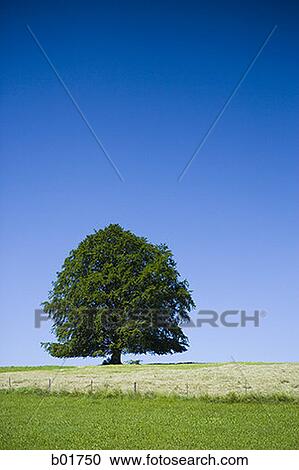 Stock Image - Tree in a field. Fotosearch