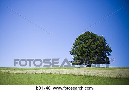 Tree in a field View Large Photo Image Stock Photo - Tree in a field. Fotosearch