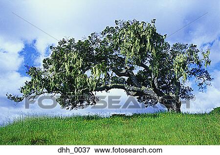 Stock Photo - Tree in a grassland. Fotosearch