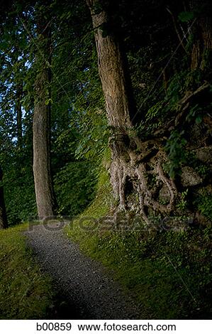Trees in a forest View Large Photo Image Stock Photo - Trees in a forest. Fotosearch