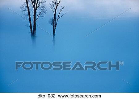 Two bare trees covered in fog View Large Photo Image Stock Image - Two bare trees covered in fog. Fotosearch
