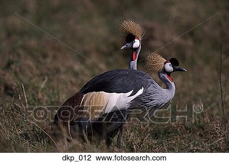 Stock Image - Two exotic birds standing in a field. Fotosearch
