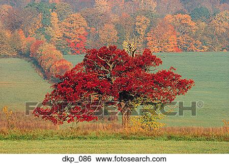 View of a red tree in a meadow during autumn View Large Photo Image Stock Photograph - View of a red tree in a meadow during autumn. Fotosearch