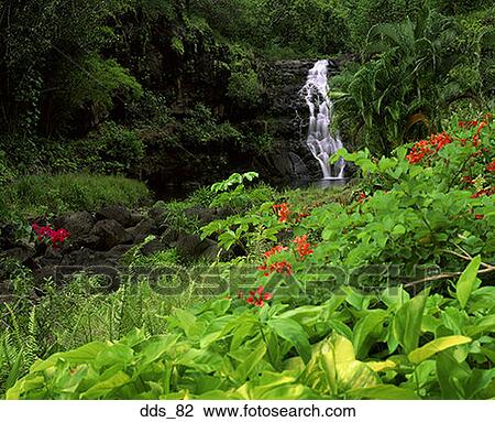 Waterfall in a forest View Large Photo Image Stock Image - Waterfall in a forest. Fotosearch