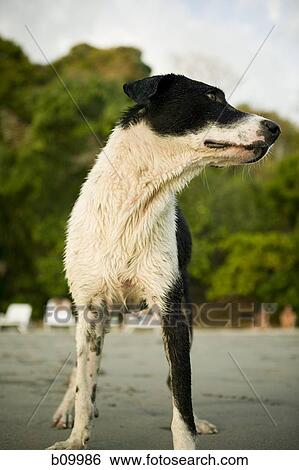 A dog on the beach View Large Photo Image Stock Photograph - A dog on the beach. Fotosearch