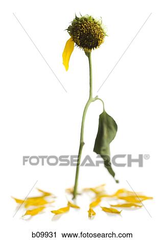 A dying sunflower with one petal left View Large Photo Image Stock Image - A dying sunflower with one petal left. Fotosearch