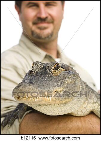 Animal handler with alligator View Large Photo Image Stock Photograph - Animal handler with alligator. Fotosearch
