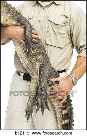 Stock Photography - Animal handler with alligator. Fotosearch