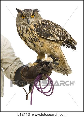 Animal handler with owl View Large Photo Image Stock Image - Animal handler with owl. Fotosearch