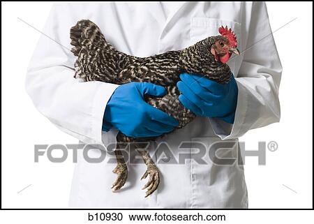 Animal researcher holding a chicken View Large Photo Image Stock Image - Animal researcher holding a chicken. Fotosearch