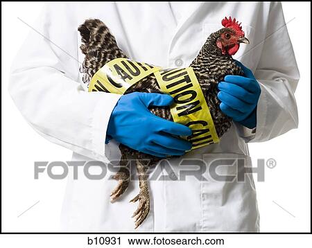 Animal researcher holding infected chicken View Large Photo Image Stock Image - Animal researcher holding infected chicken. Fotosearch