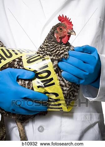 Animal researcher holding infected chicken View Large Photo Image Stock Image - Animal researcher holding infected chicken. Fotosearch