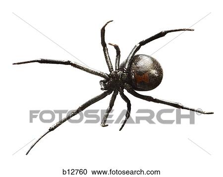 Black widow spider View Large Photo Image Stock Image - Black widow spider. Fotosearch
