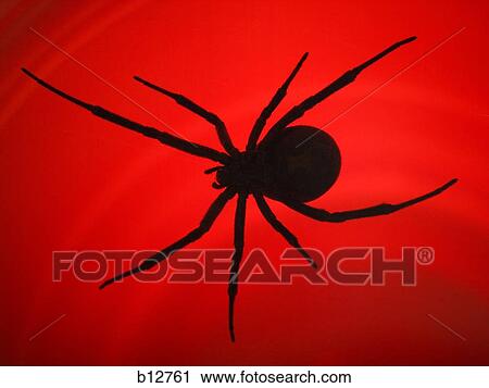 Black widow spider View Large Photo Image Stock Image - Black widow spider. Fotosearch