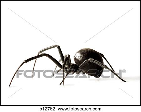 Black widow spider View Large Photo Image Stock Image - Black widow spider. Fotosearch