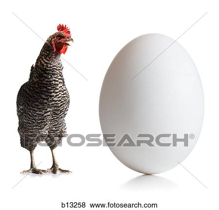 Chicken and an egg View Large Photo Image Stock Photo - Chicken and an egg. Fotosearch