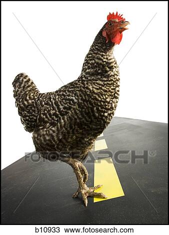 Stock Image - Chicken crossing road. Fotosearch