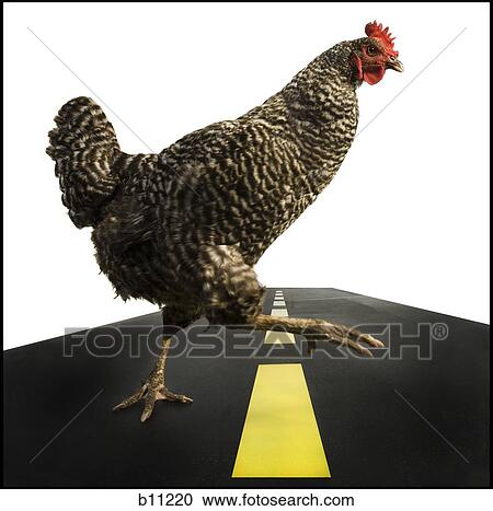 Chicken crossing road View Large Photo Image Stock Image - Chicken crossing road. Fotosearch