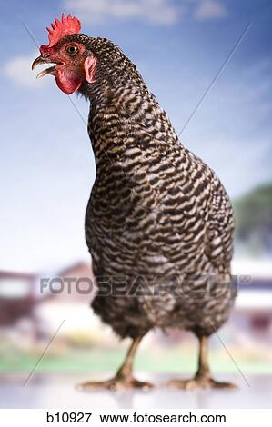 Stock Photo - Chicken. Fotosearch