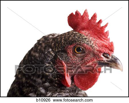 Stock Photograph - Chicken. Fotosearch