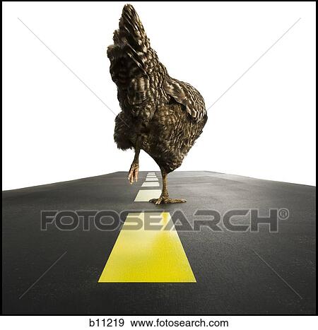 Chicken walking on road View Large Photo Image Stock Photo - Chicken walking on road. Fotosearch