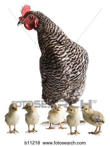 Chicken with young chicks View Large Photo Image Stock Photo - Chicken with young chicks. Fotosearch