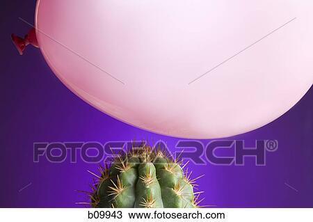 Close-up of a balloon above a cactus plant View Large Photo Image Stock Image - Close-up of a balloon above a cactus plant. Fotosearch