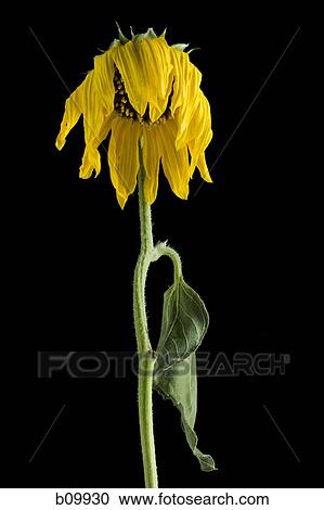 Close-up of a dying sunflower View Large Photo Image Stock Image - Close-up of a dying sunflower. Fotosearch