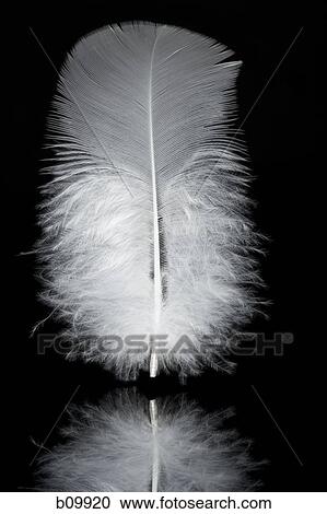 Close-up of a feather View Large Photo Image Stock Image - Close-up of a feather. Fotosearch