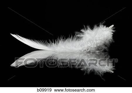 Close-up of a feather View Large Photo Image Stock Photo - Close-up of a feather. Fotosearch
