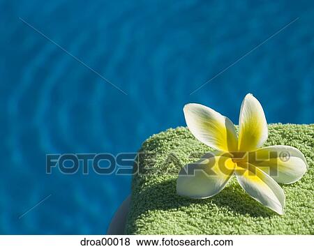Close-up of a flower on a towel View Large Photo Image Stock Photo - Close-up of a flower on a towel. Fotosearch