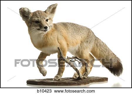 Close-up of a fox View Large Photo Image Stock Image - Close-up of a fox. Fotosearch