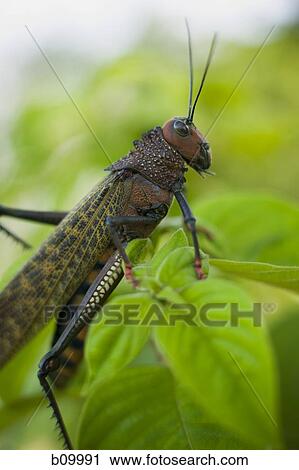Close-up of a grasshopper on leaves View Large Photo Image Stock Image - Close-up of a grasshopper on leaves. Fotosearch