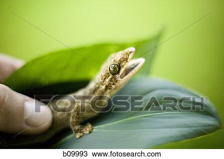Close-up of a lizard held by a person's hand on a leaf View Large Photo Image Stock Image - Close-up of a lizard held by a person's hand on a leaf. Fotosearch