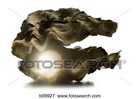 Close-up of a pearl in an oyster View Large Photo Image Stock Photo - Close-up of a pearl in an oyster. Fotosearch