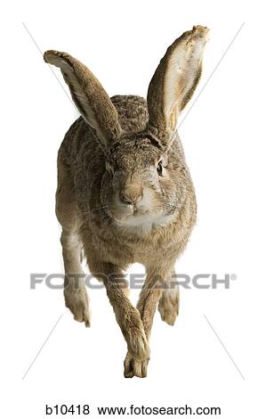 Close-up of a rabbit View Large Photo Image Stock Photo - Close-up of a rabbit. Fotosearch