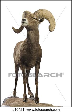 Stock Image - Close-up of a ram. Fotosearch