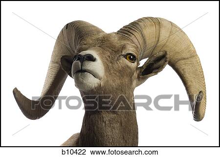Close-up of a ram View Large Photo Image Stock Image - Close-up of a ram. Fotosearch