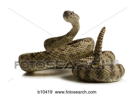 Stock Photo - Close-up of a rattlesnake. Fotosearch