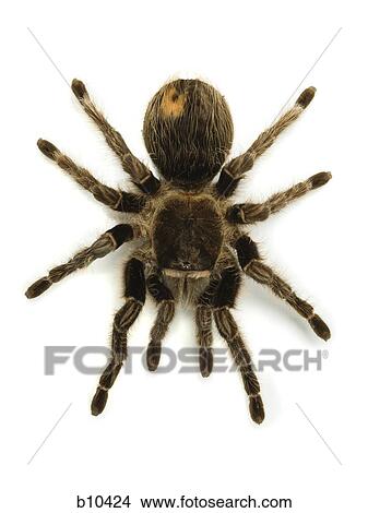Close-up of a spider View Large Photo Image Picture - Close-up of a spider. Fotosearch