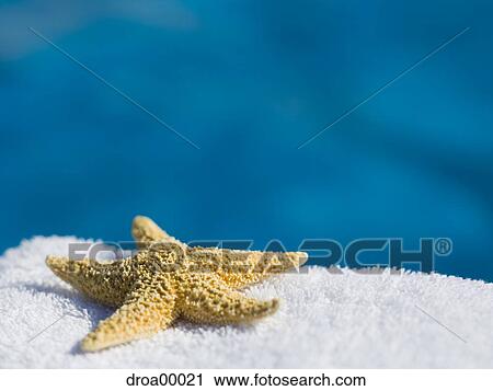 Close-up of a starfish on a towel View Large Photo Image Stock Image - Close-up of a starfish on a towel. Fotosearch