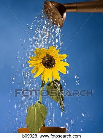 Stock Photo - Close-up of a sunflower being watered. Fotosearch