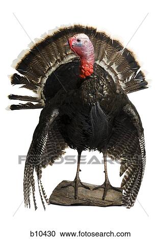 Close-up of a turkey View Large Photo Image Stock Image - Close-up of a turkey. Fotosearch