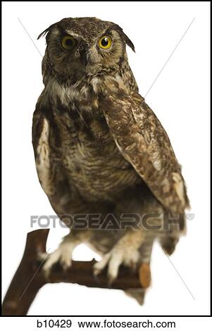 Stock Photo - Close-up of an owl perched on a branch. Fotosearch