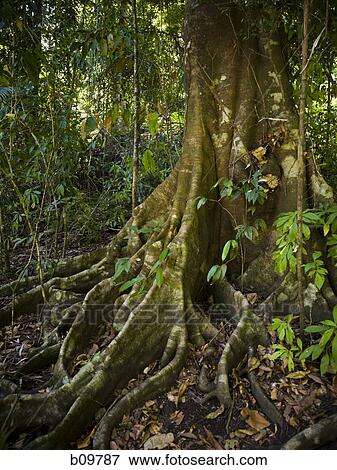 Stock Photo - Close-up of roots of a tree in the forest. Fotosearch