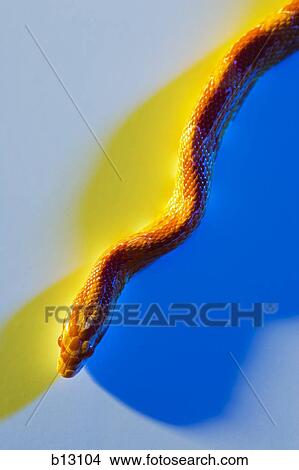 Close-up of snake View Large Photo Image Picture - Close-up of snake. Fotosearch
