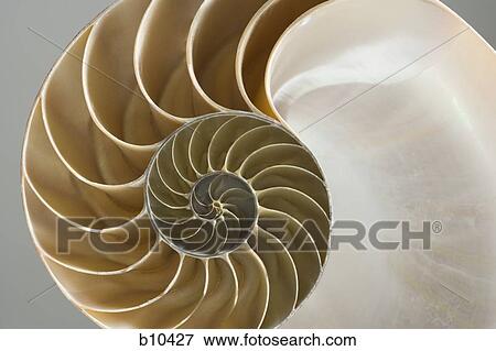 Stock Photo - Close-up of the cross section of a nautilus shell. Fotosearch