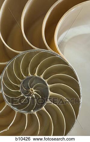 Close-up of the cross section of a nautilus shell View Large Photo Image Stock Photograph - Close-up of the cross section of a nautilus shell. Fotosearch