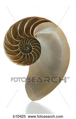 Close-up of the cross section of a nautilus shell View Large Photo Image Stock Photography - Close-up of the cross section of a nautilus shell. Fotosearch